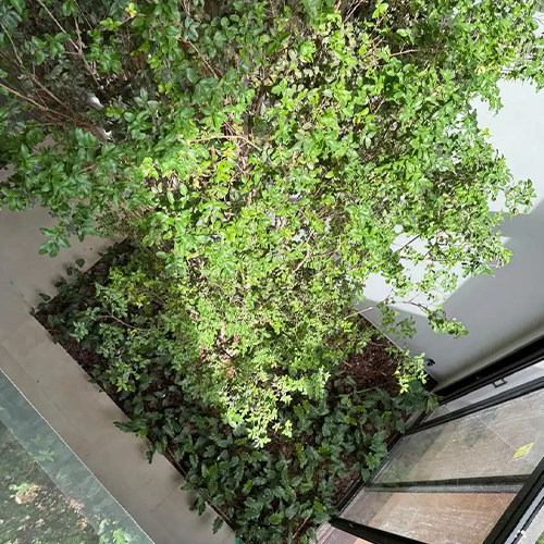 Plantas Ornamentais Exclusivas
